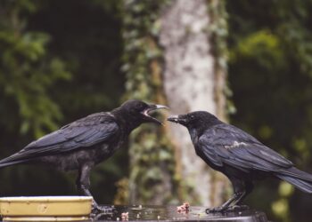 Açık gagasını birbirine değdiren iki siyah karga ahşap zeminde duruyor